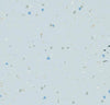  52267 shimmer celeste