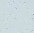  52267 shimmer celeste