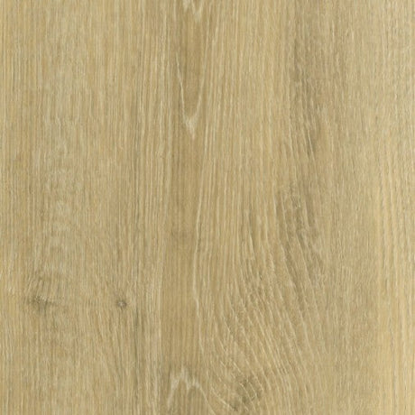 White Oak Plaster WHI271