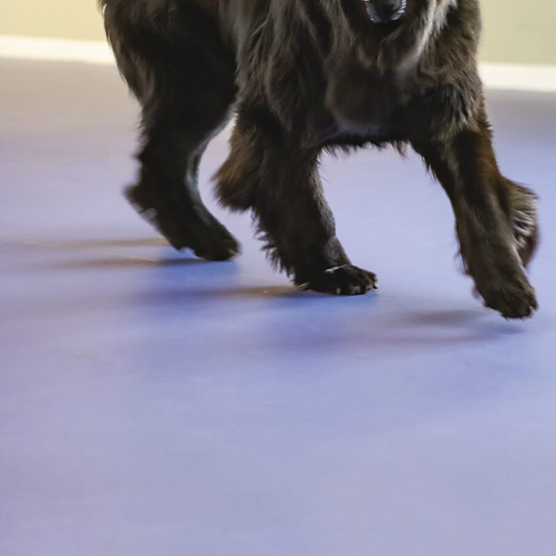 Gerflor Tarasafe Standard Dove Grey 7767 Sheet Vinyl - DCTUK