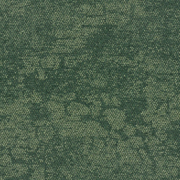 2525008 Rainforest Canopy