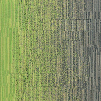 Milliken Laylines - Transitions Zing/Sweater Carpet Tiles