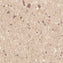Polyflor Prestige PUR Cinnamon 1850 Sheet Vinyl - DCTUK
