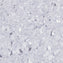 Polyflor Prestige PUR Lavender Mist 1920 Sheet Vinyl - DCTUK
